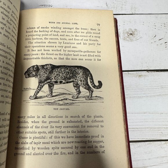 Half Hours in Woods and Wilds 1883 HC Wm. Isbister Leather Spine Gift - Picture 13 of 16